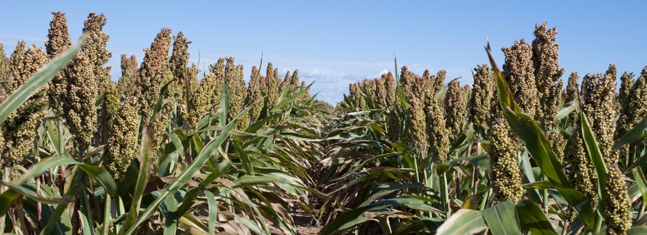 National Sorghum Producers