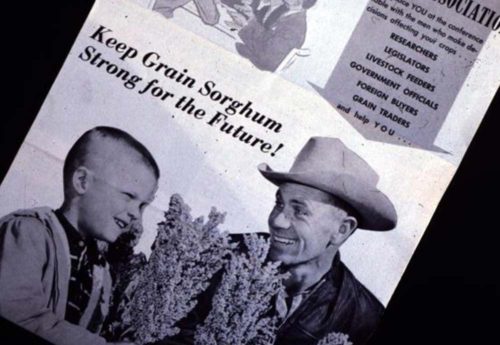 National Sorghum Producers History The Beginning