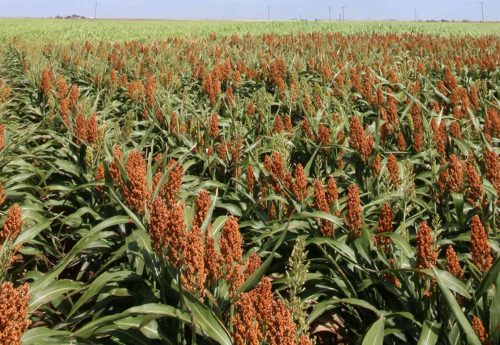 National Sorghum Producers Foundation And Scholarships Footer Cta