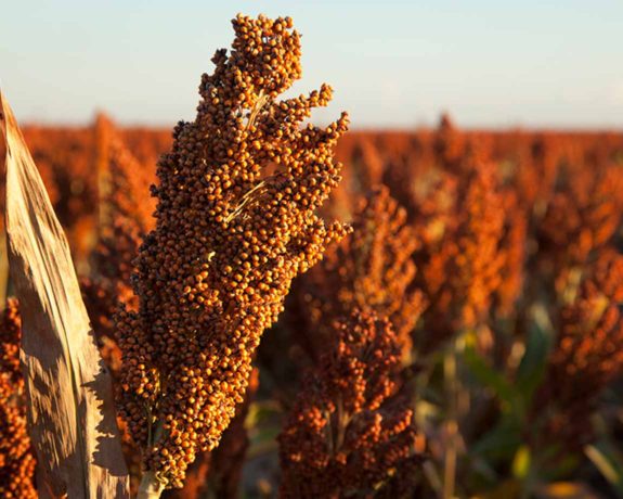 National Sorghum Producers Contact The Voice Of The Sorghum Industry