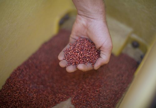 Hand Seed Website