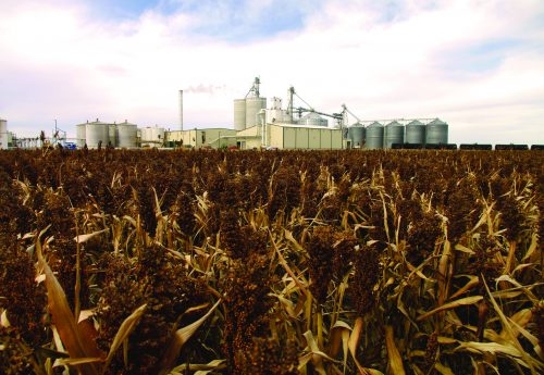 Ethanol Plant behind sorghum field
