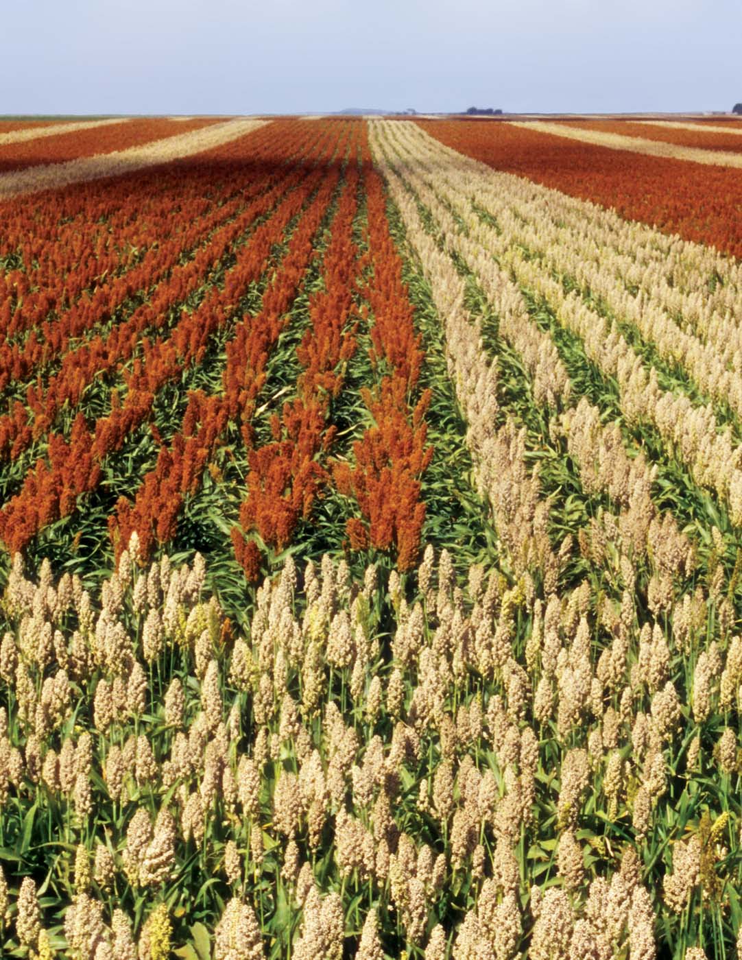 Sorghum Facts | National Sorghum Producers