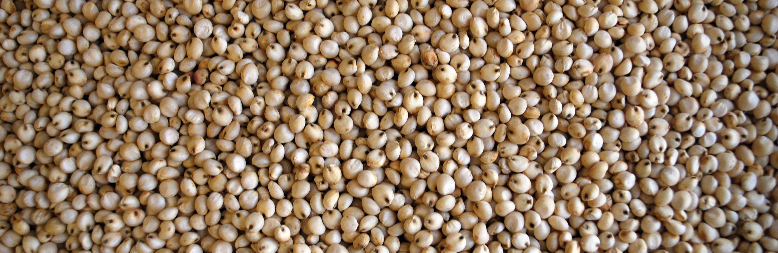 sorghum syrup benefits glutathione Sorghum: What It Is and Health Sorghum Grain: From a Simple