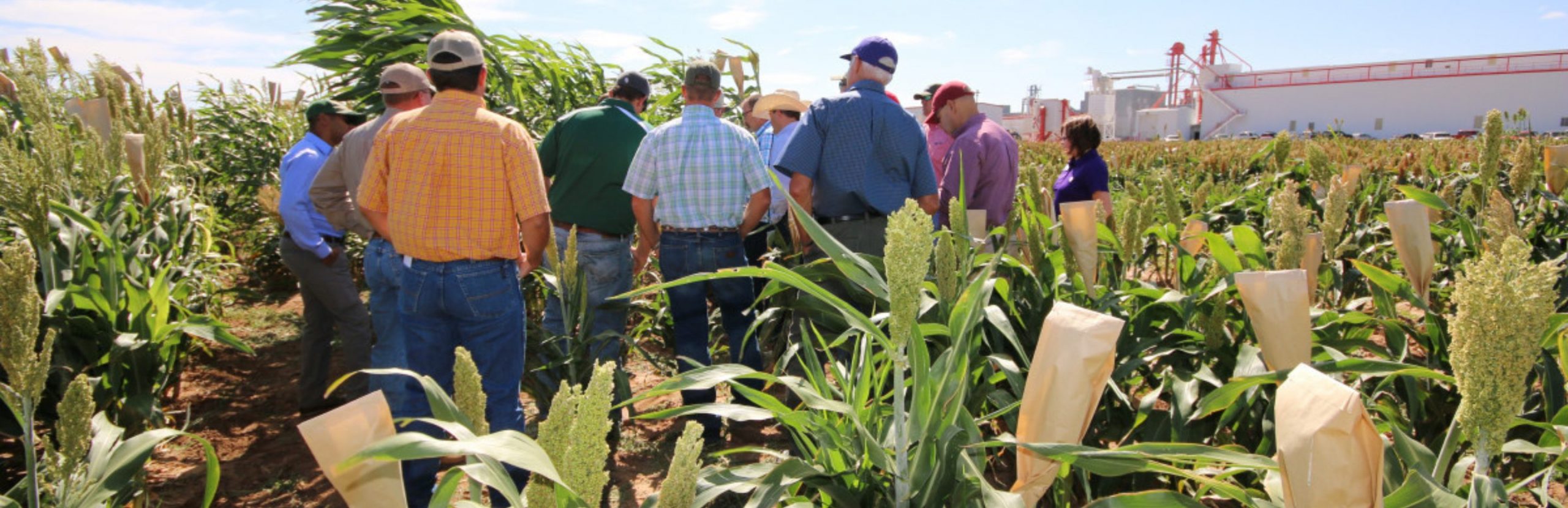 Unlocking Secrets - National Sorghum Producers