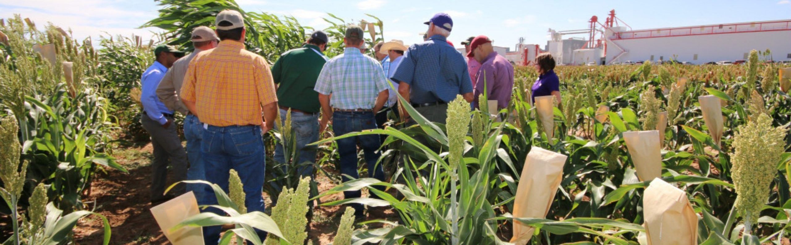 Unlocking Secrets - National Sorghum Producers