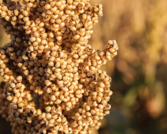 National Sorghum Producers Sorghum 101 Discover More