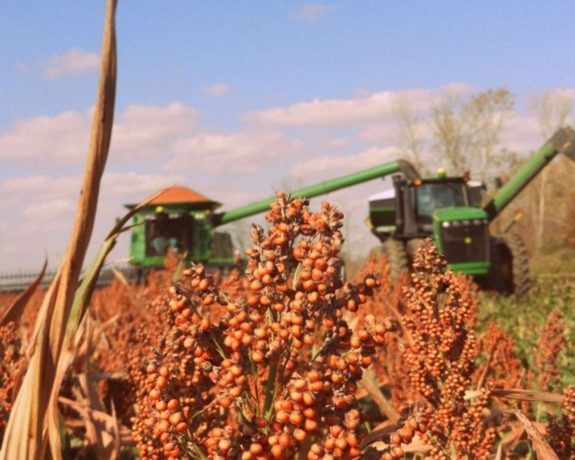 National Sorghum Producers Join NSP