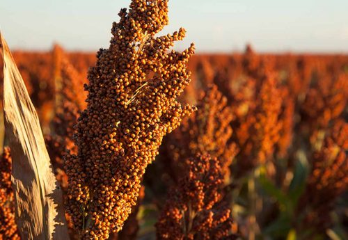 National Sorghum Producers Contact The Voice Of The Sorghum Industry